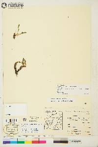 Taraxacum phymatocarpum image