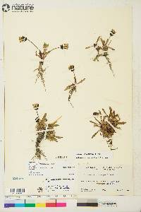 Taraxacum phymatocarpum image