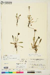 Taraxacum phymatocarpum image