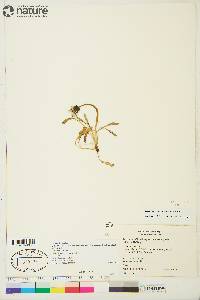 Taraxacum officinale subsp. ceratophorum image