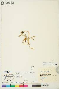Taraxacum officinale subsp. ceratophorum image