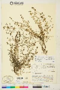 Galium trifidum image