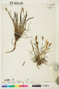 Plantago septata image