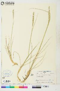Elymus x yukonensis image