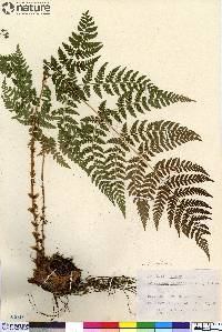 Dryopteris campyloptera image