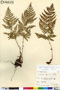 Dryopteris campyloptera image