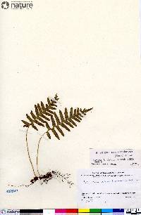 Polypodium glycyrrhiza image