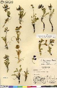 Oxytropis koyukukensis image