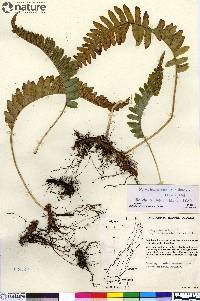 Polypodium glycyrrhiza image