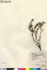 Hedysarum boreale subsp. mackenziei image