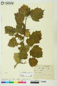 Crataegus dilatata image