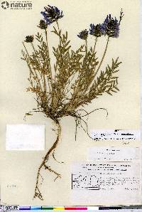 Oxytropis koyukukensis image