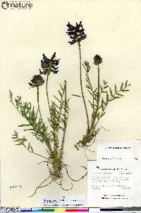 Oxytropis koyukukensis image