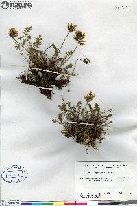 Oxytropis maydelliana image