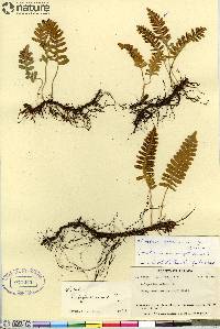 Polypodium vulgare var. virginianum image