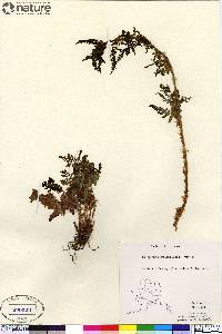 Dryopteris campyloptera image