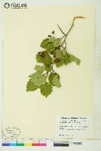 Crataegus brunetiana image