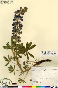 Lupinus nootkatensis image