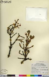 Picea glauca image