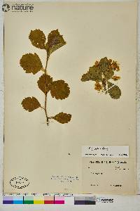 Crataegus punctata image