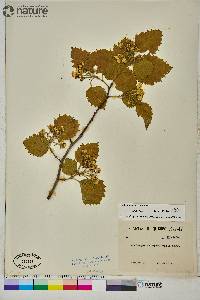 Crataegus submollis image