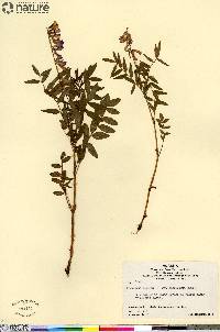 Hedysarum alpinum image