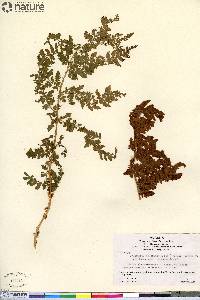 Dryopteris campyloptera image