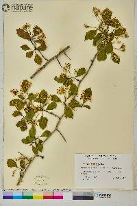 Crataegus punctata image