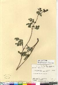 Thalictrum pubescens image