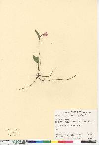 Pogonia ophioglossoides image