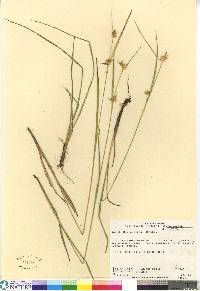 Carex michauxiana image