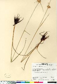 Eriophorum virginicum image