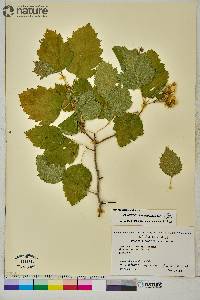 Crataegus submollis image