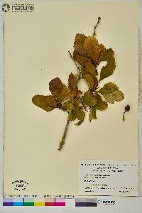 Crataegus punctata image