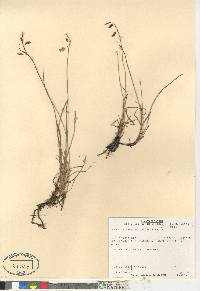 Carex rariflora image