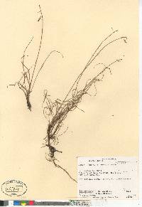 Carex rariflora image