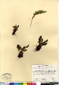 Woodsia ilvensis image