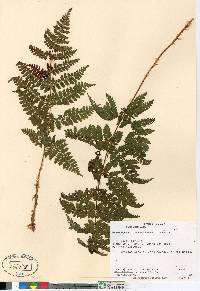 Dryopteris campyloptera image