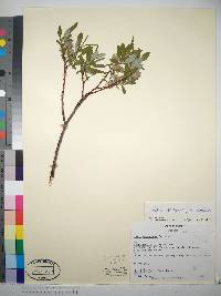 Salix argyrocarpa image