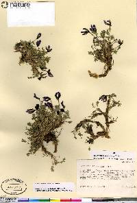 Oxytropis scammaniana image