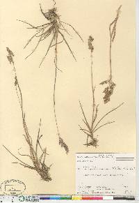 Poa alpina image