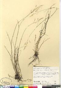 Oryzopsis canadensis image
