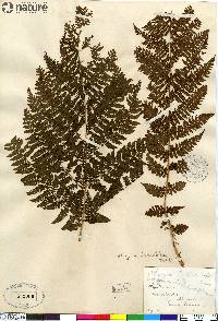 Athyrium distentifolium image