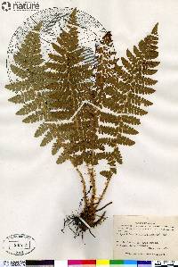 Polystichum braunii image