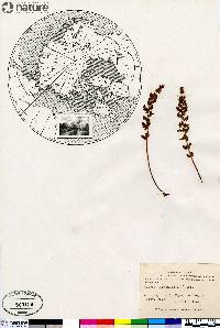 Woodsia ilvensis image