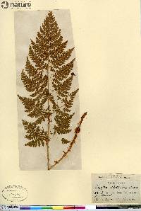 Dryopteris campyloptera image