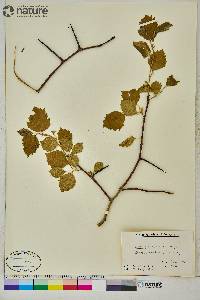 Crataegus submollis image