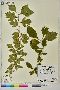 Crataegus punctata image