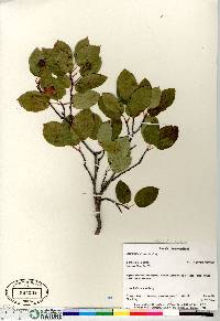 Amelanchier laevis image