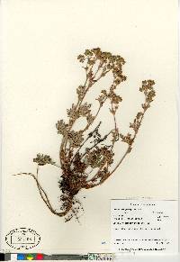 Potentilla pensylvanica image